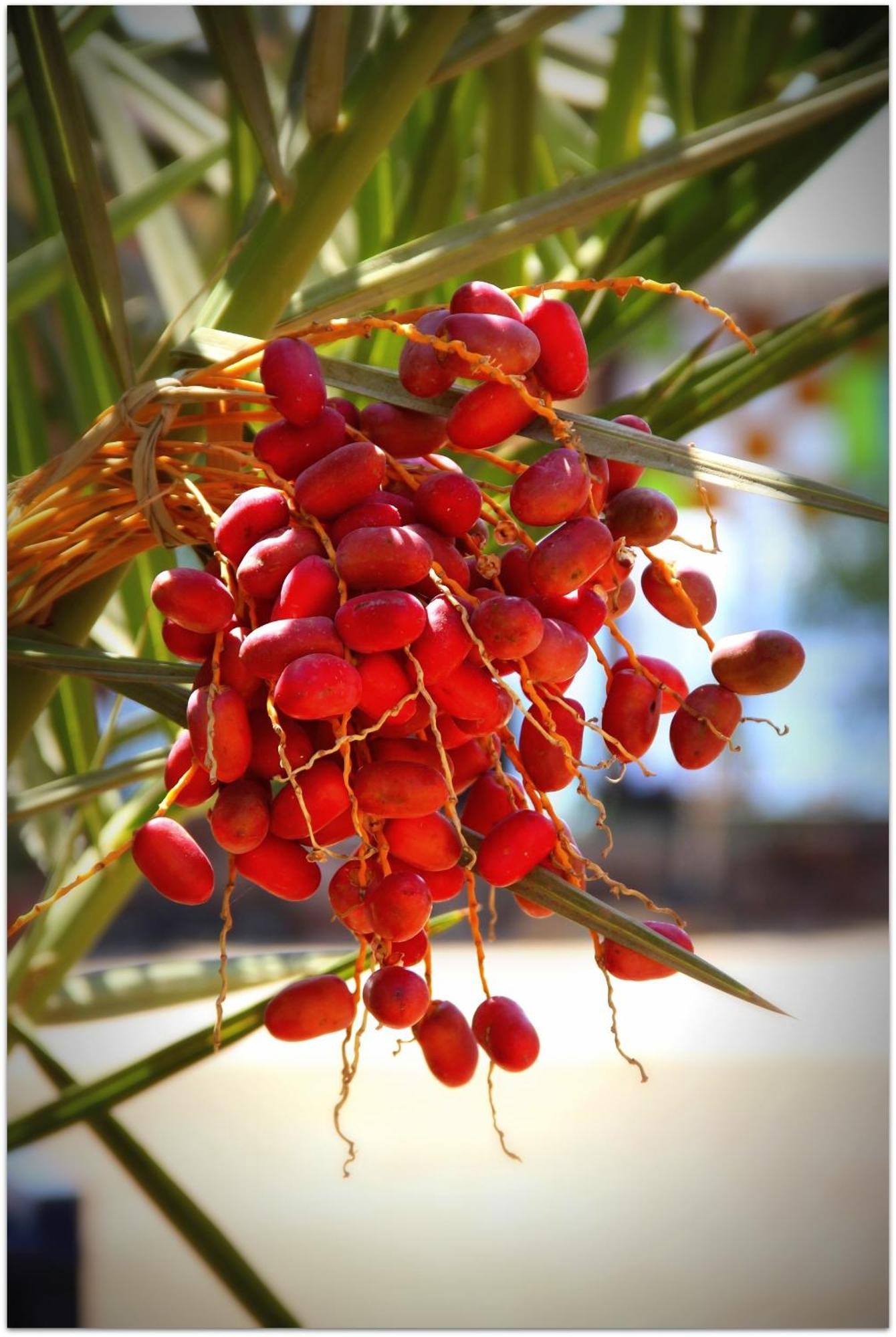 مركز غطس و فندق شمس دهب المظهر الخارجي الصورة